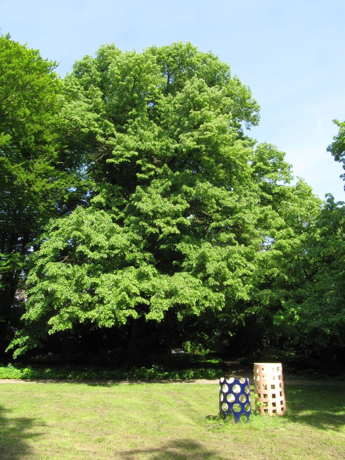Tilia tomentosa