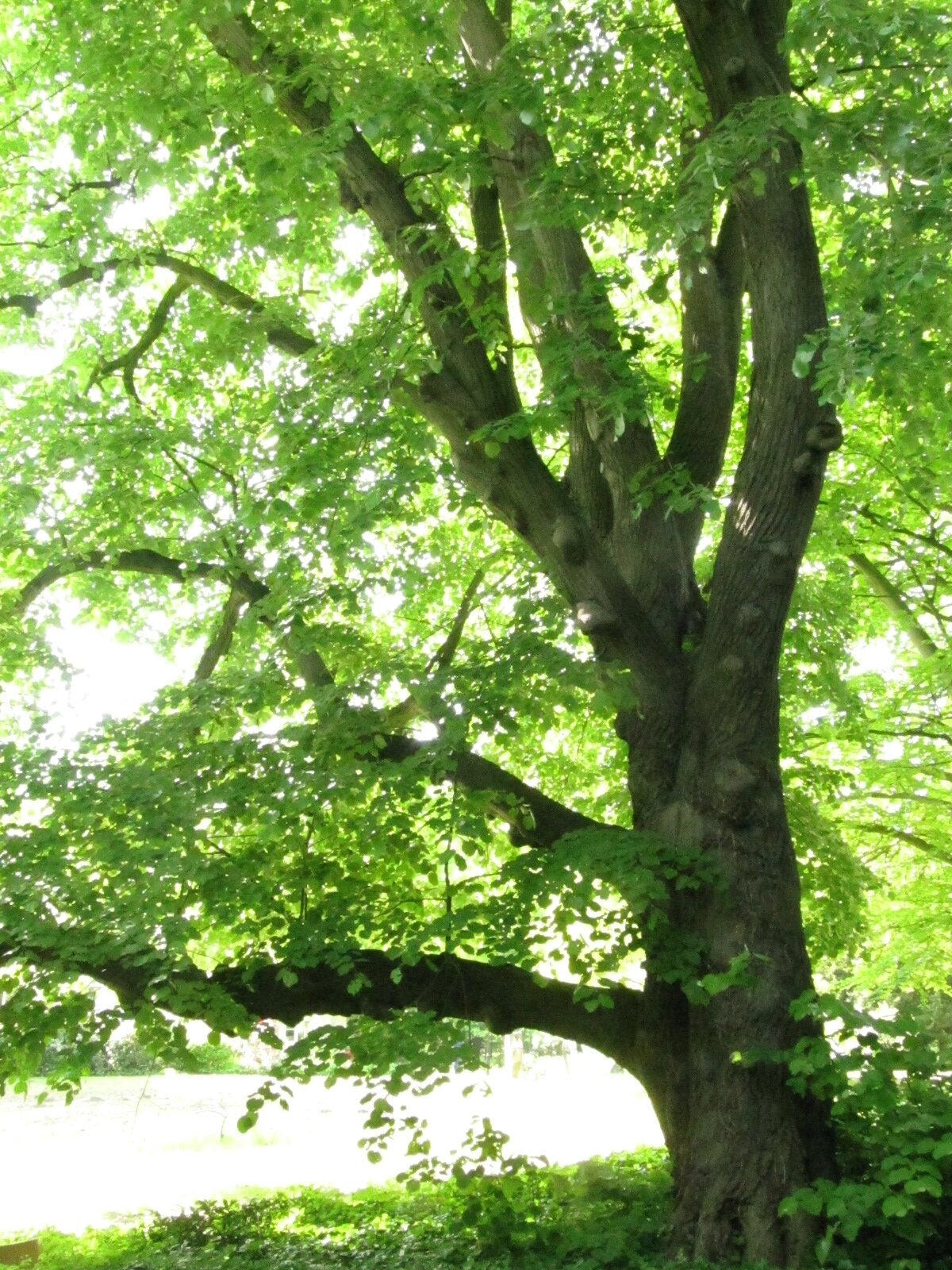 Tilia tomentosa - Bremen-Lesum - Mai 2024