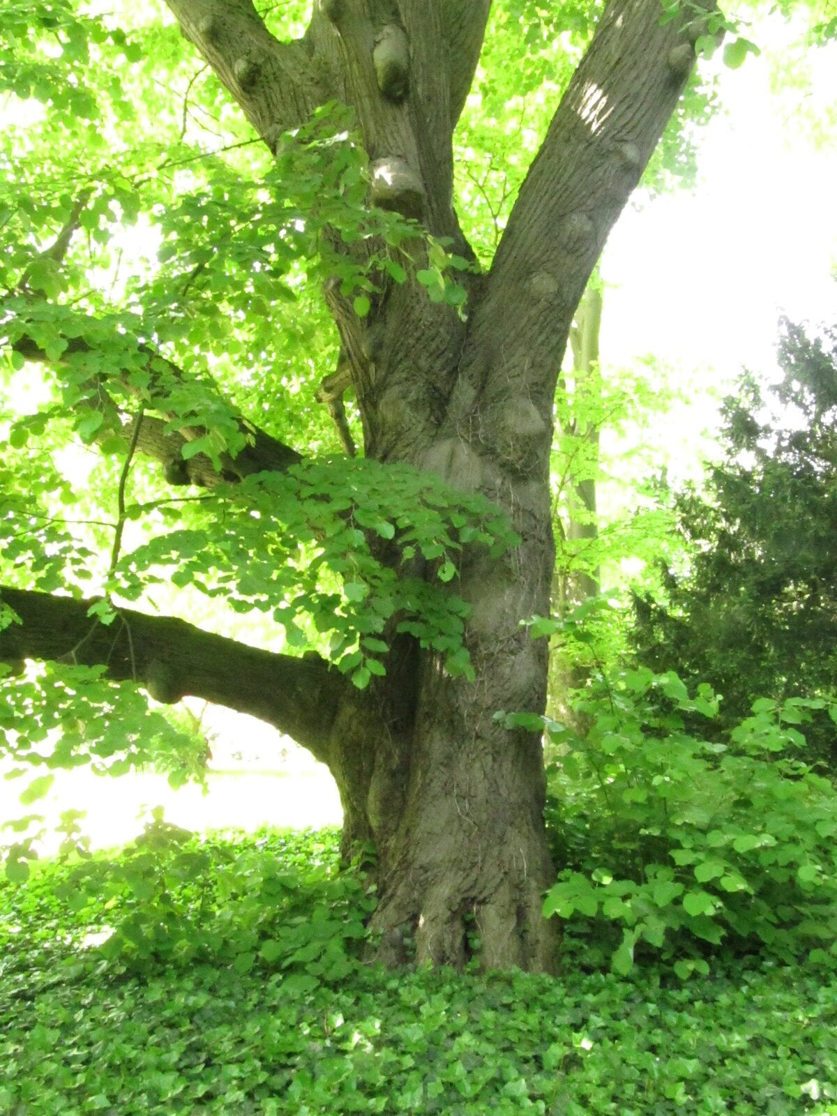 Tilia tomentosa - Bremen-Lesum - Mai 2024