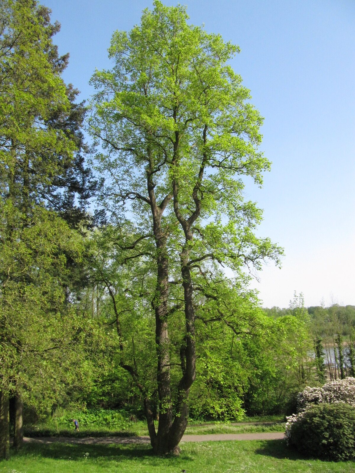 Liriodendron tulipifera - Bremen-Lesum - Mai 2024