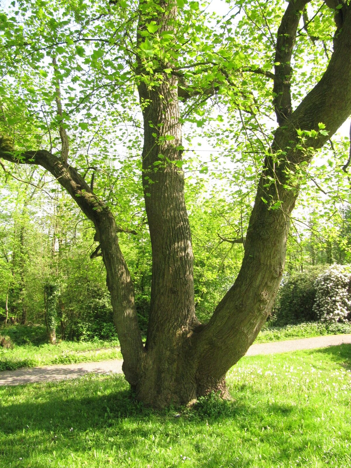 Liriodendron tulipifera - Bremen-Lesum - Mai 2024