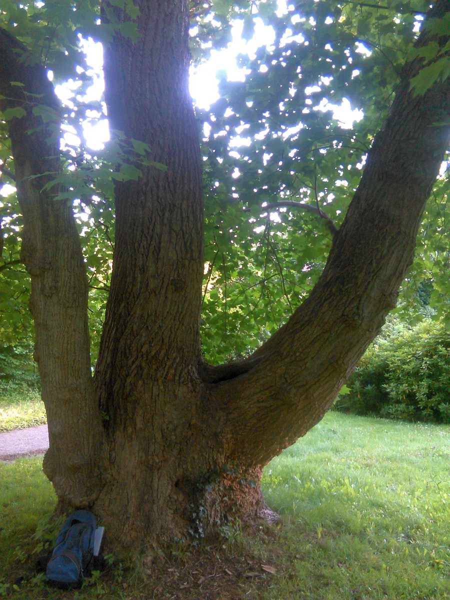 Liriodendron tulipifera