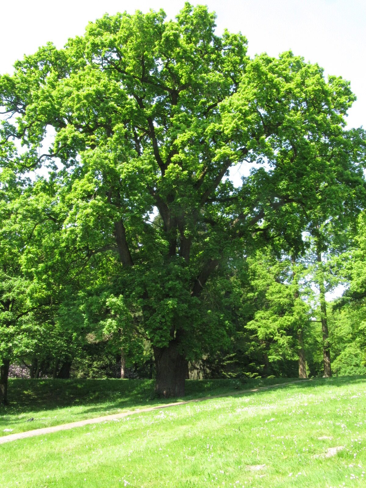 Quercus robur