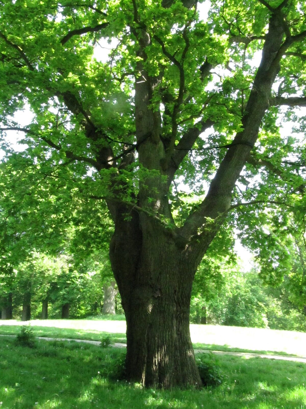 Quercus robur - Bremen-Lesum - Mai 2024