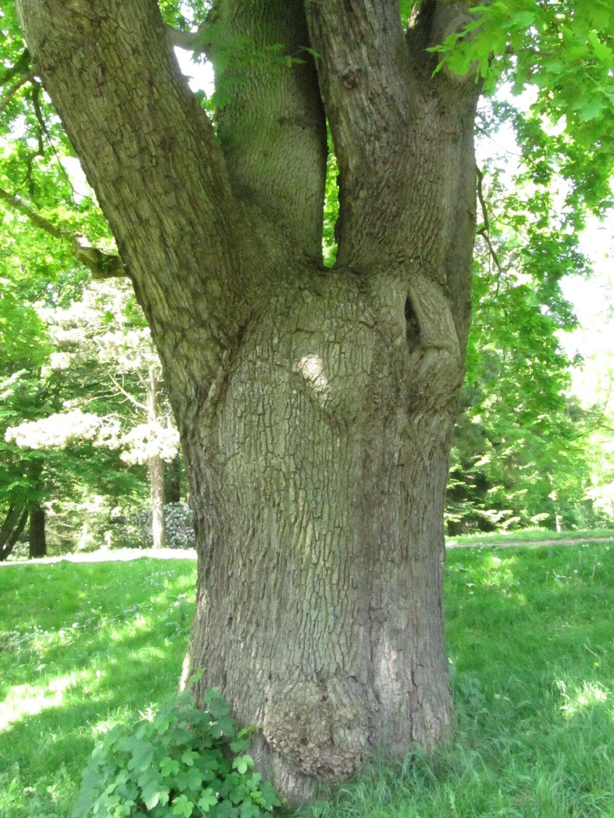 Quercus robur - Bremen-Lesum - Mai 2024