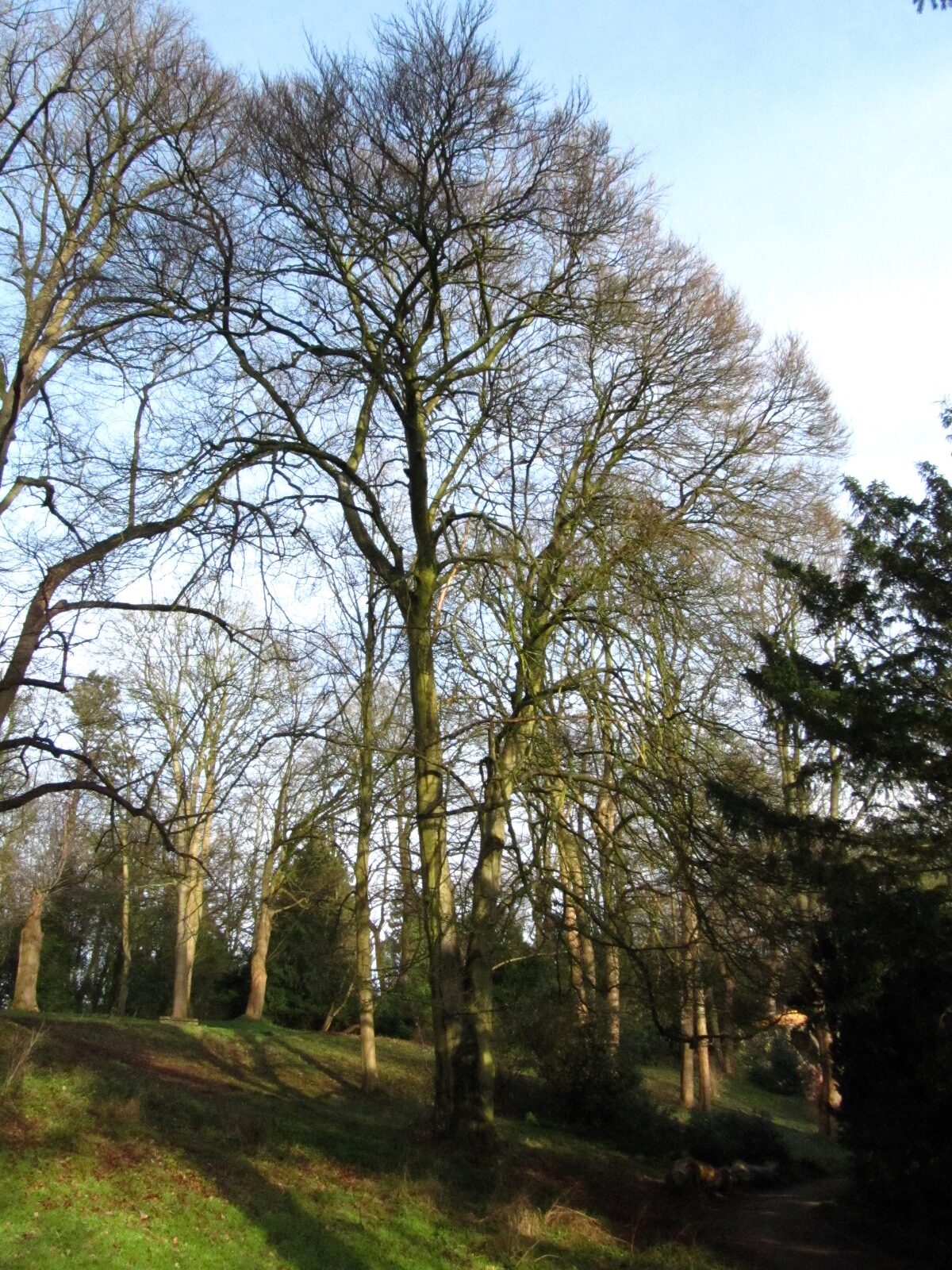 'Asplenifolia' Fagus sylvatica