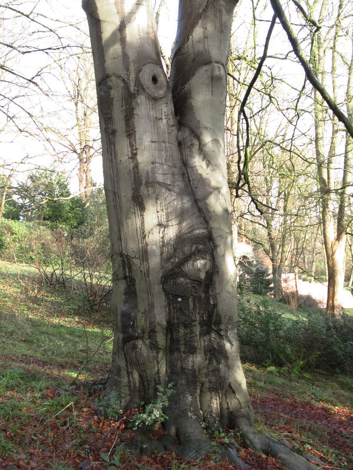 Fagus sylvatica 'Asplenifolia' - Bremen-Lesum - Jan. 2025