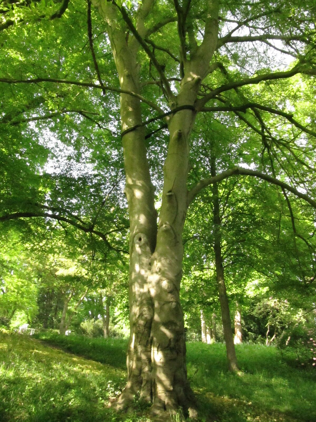 Fagus sylvatica 'Asplenifolia' - Bremen-Lesum - Mai 2024
