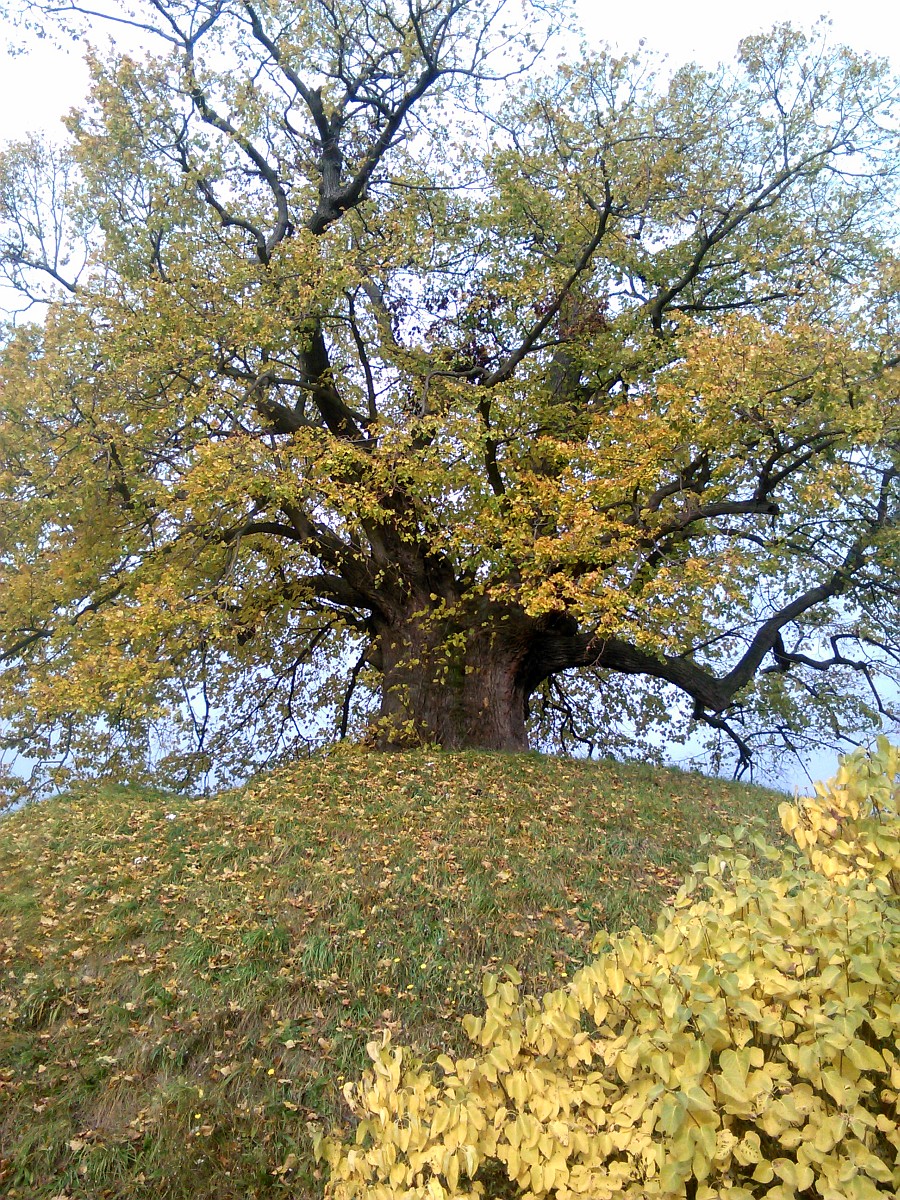 Tilia platyphyllos - Evessen - 2015
