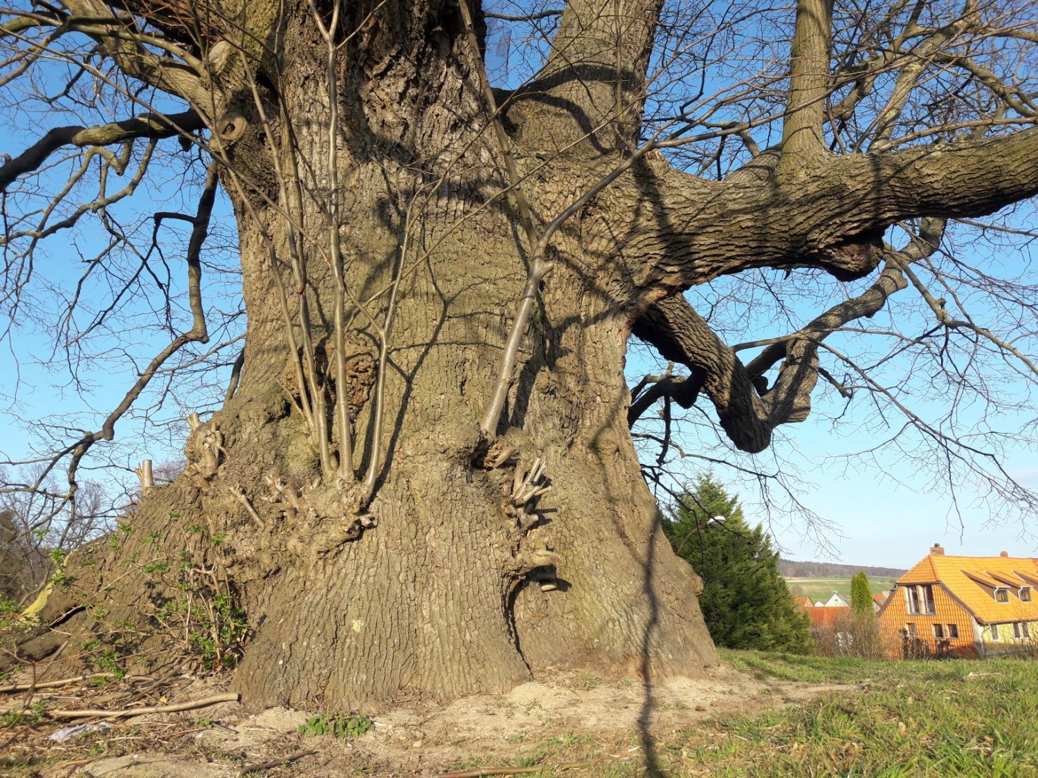 Tilia platyphyllos - Evessen - 2022