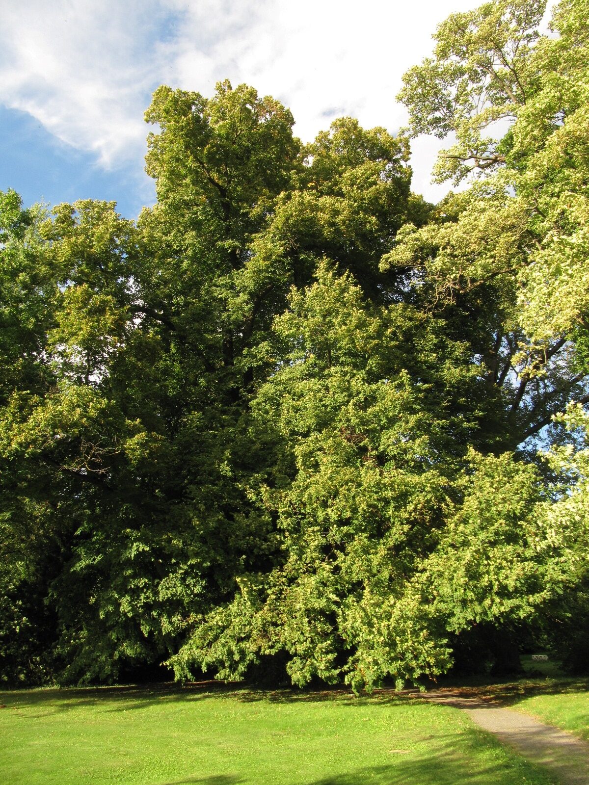 Tilia platyphyllos - Destedt - Sept. 2023