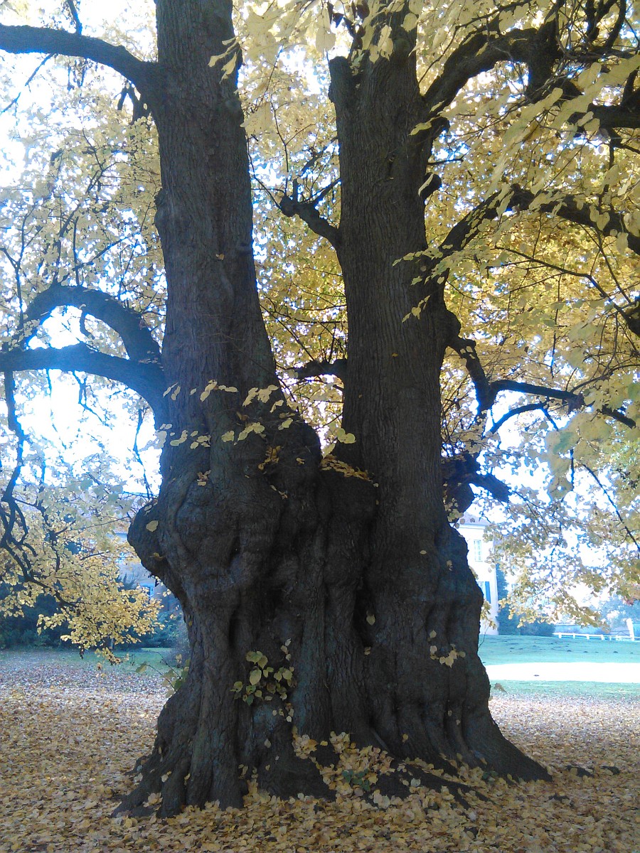 platyphyllos Tilia