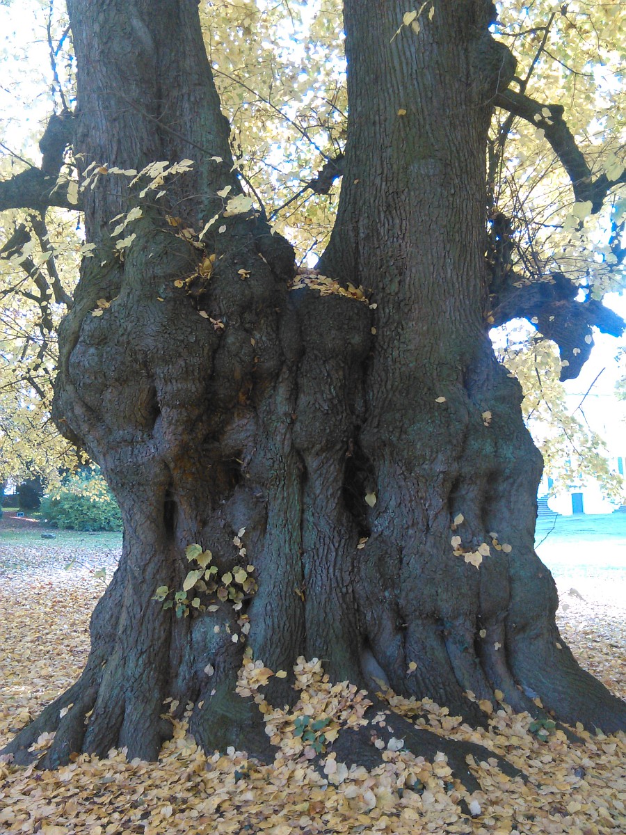 Tilia platyphyllos - Destedt - 2015