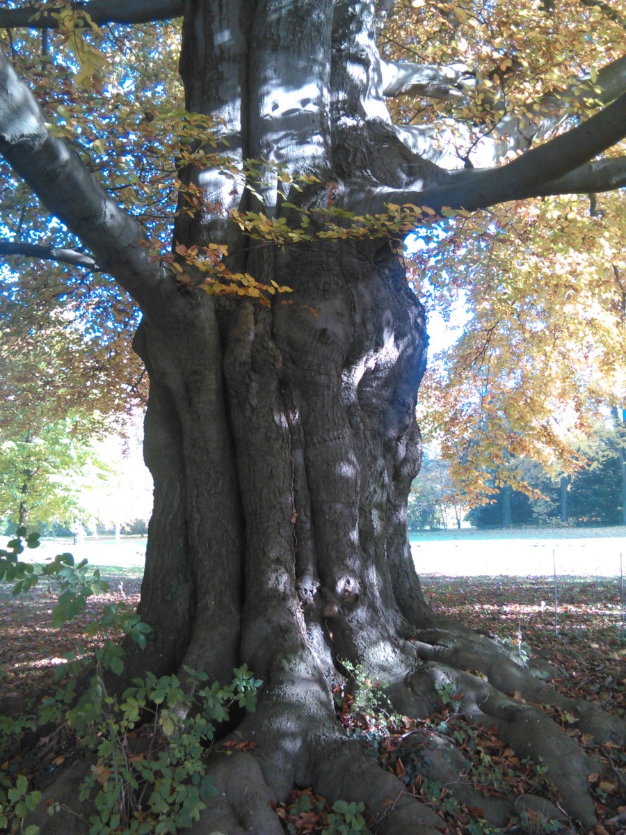 Atropurpurea-Gruppe Fagus sylvatica