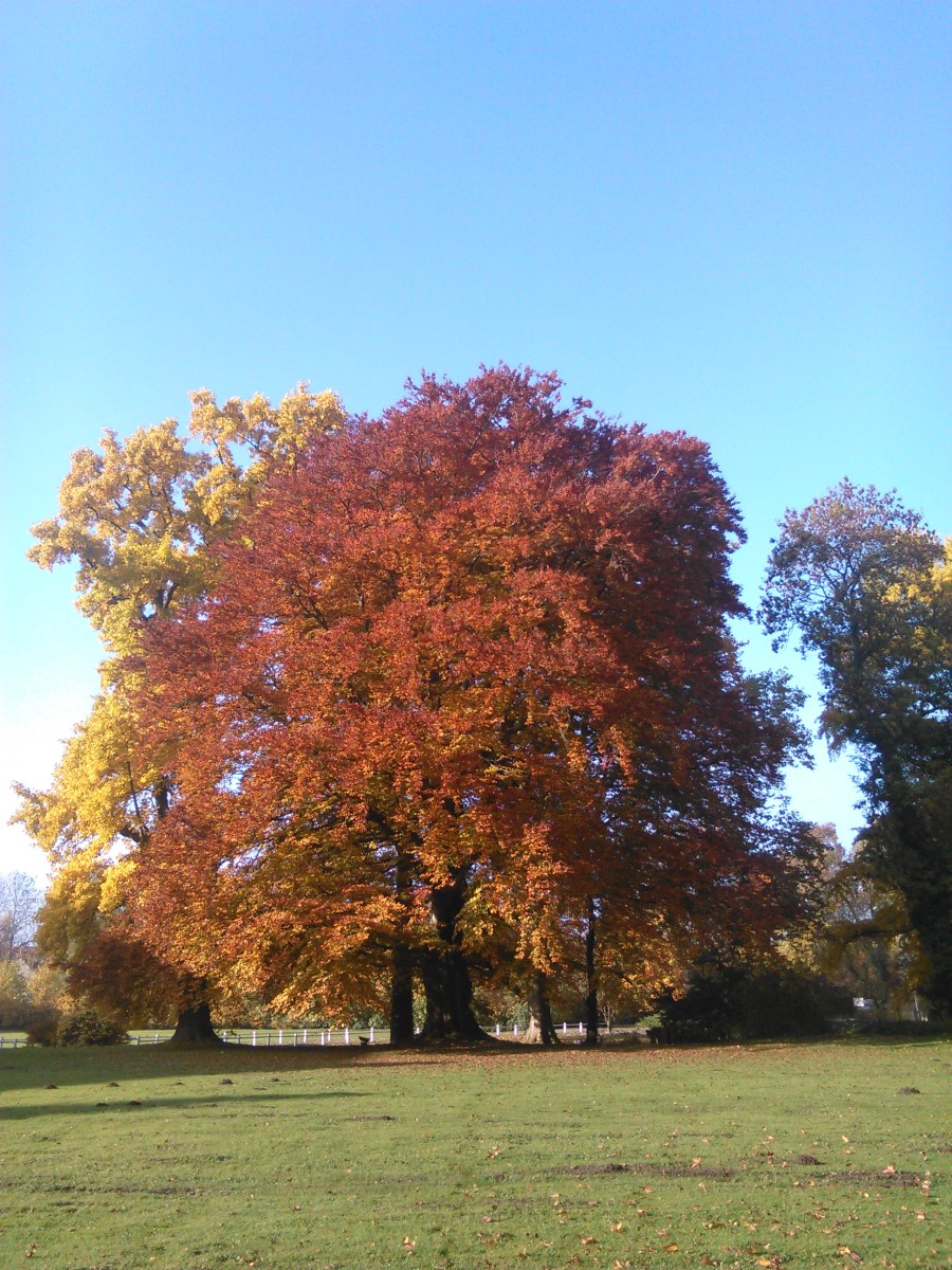 Fagus sylvatica Atropurpurea-Gruppe - Destedt - 2015