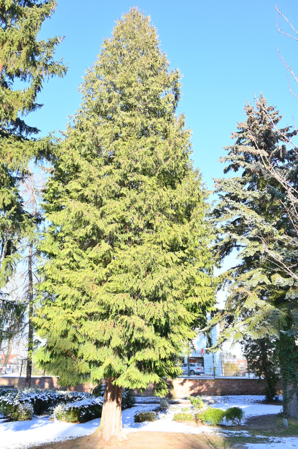 Thuja occidentalis - Eberswalde - 2021