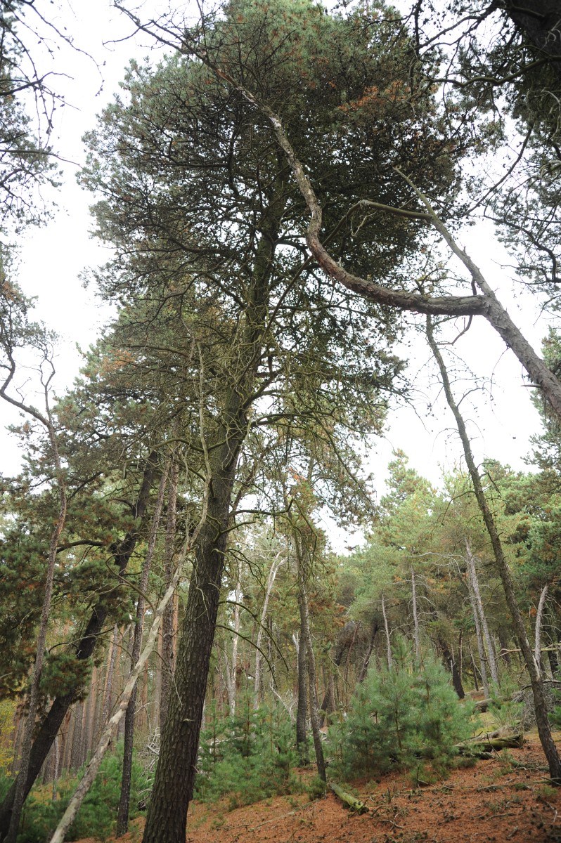 Pinus banksiana - Lübben - Oktober 2013
