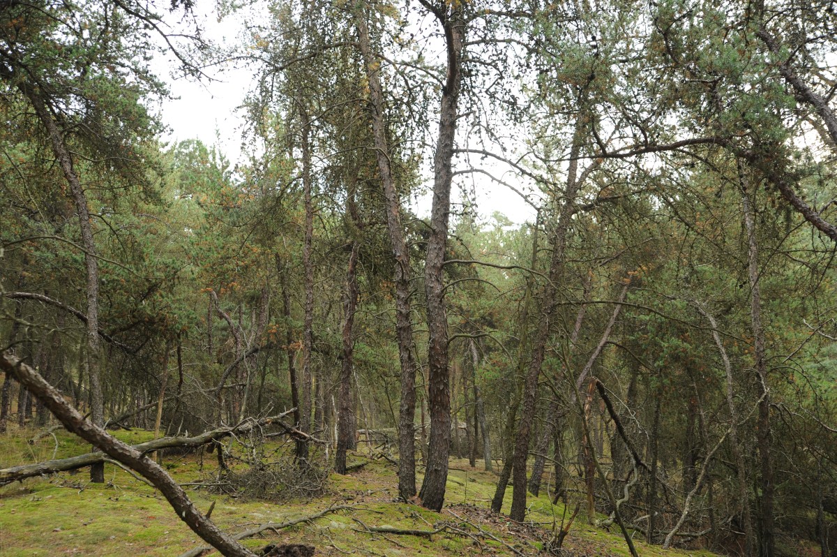 Pinus banksiana - Lübben - Oktober 2013