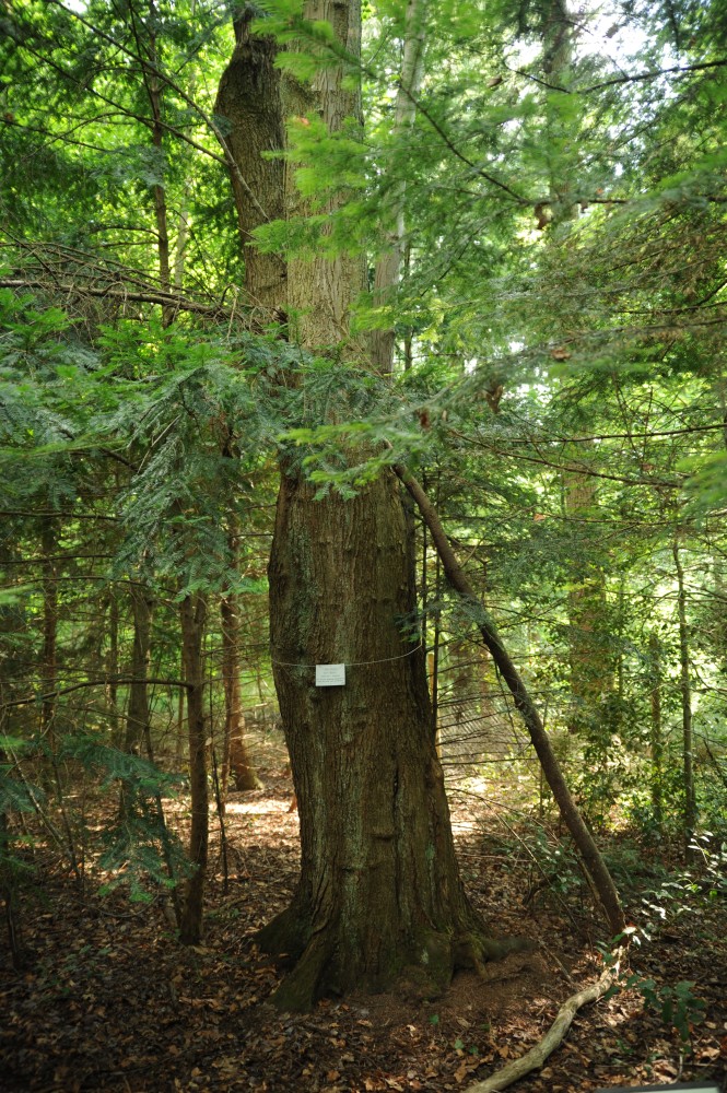 Acer rubrum