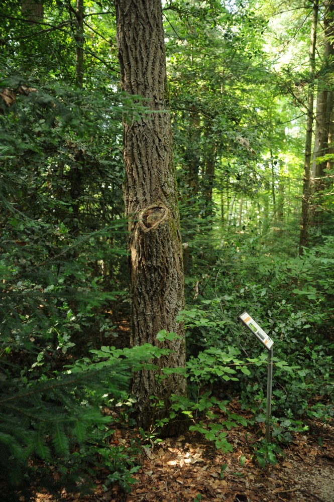 Kalopanax septemlobus var. maximowiczii - Metzingen - 2014