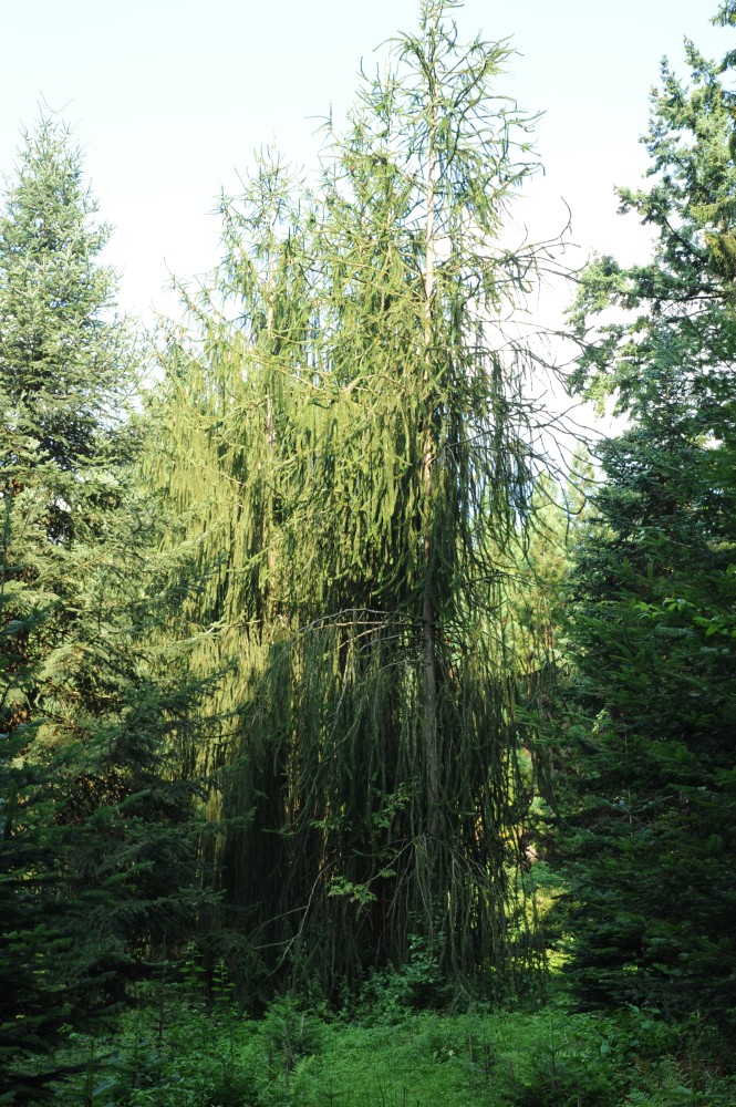 'Virgata' abies Picea