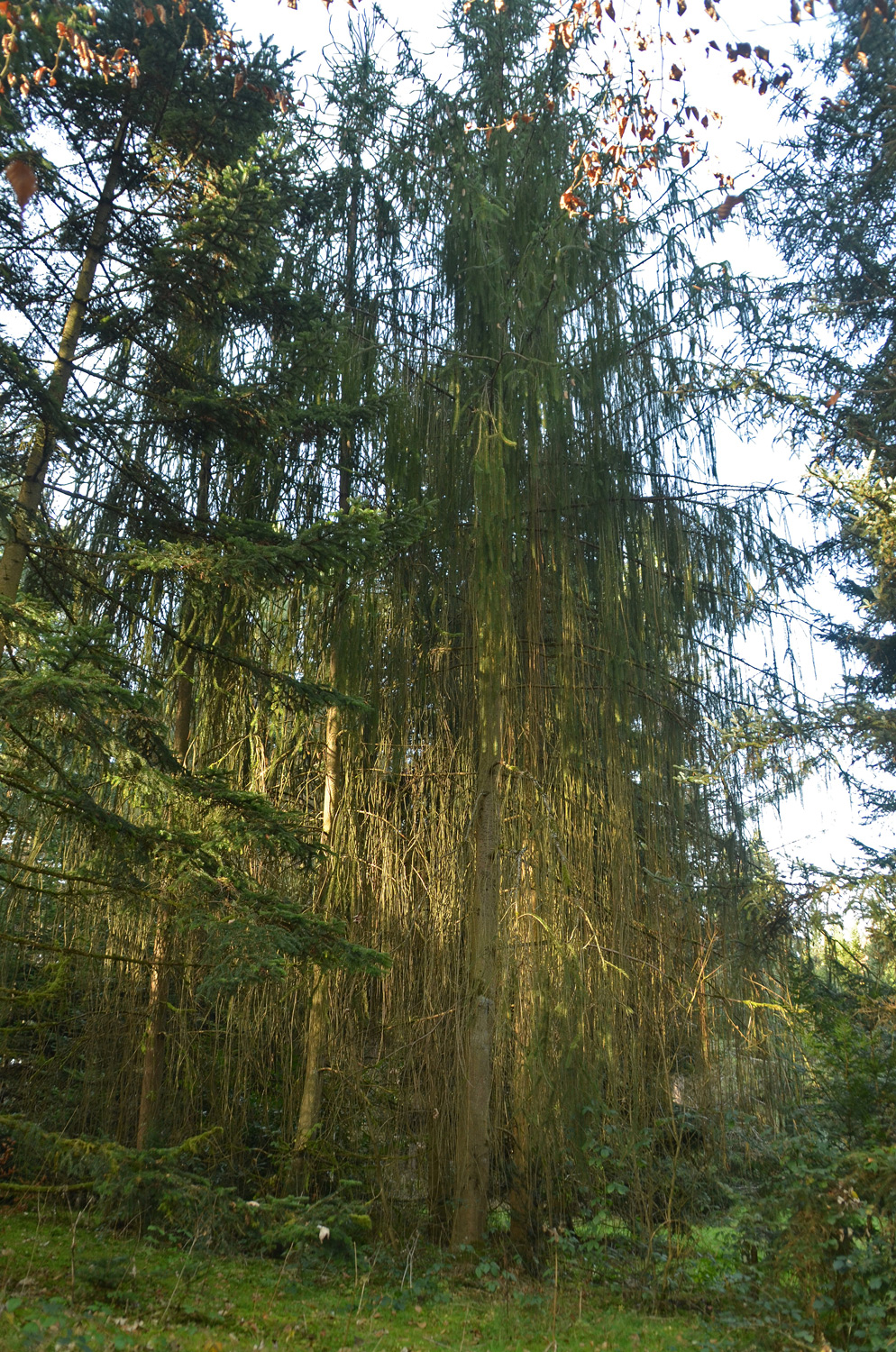Picea abies 'Virgata' - Metzingen - Jan. 2023