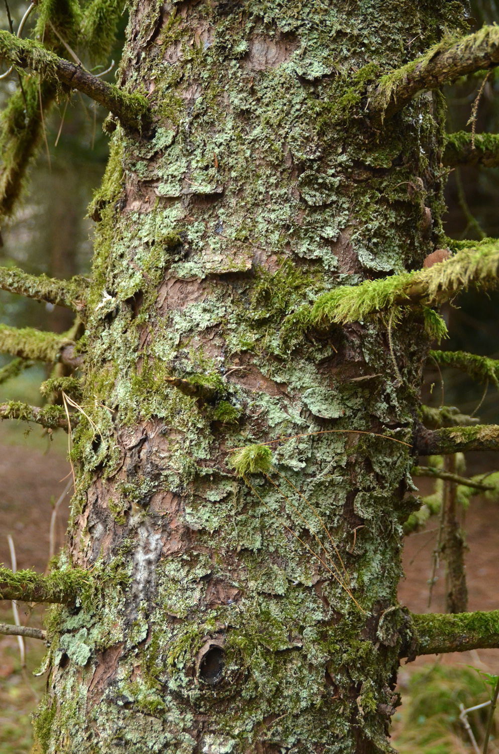 Picea engelmannii ssp. mexicana - Metzingen - Januar 2023