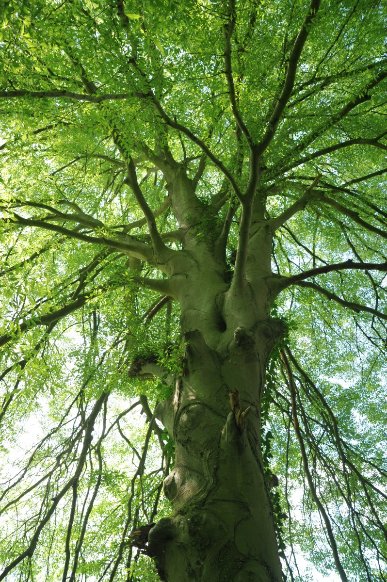 Fagus sylvatica 'Asplenifolia' - Hoppenrade, Prignitz, Gutspark - 2014