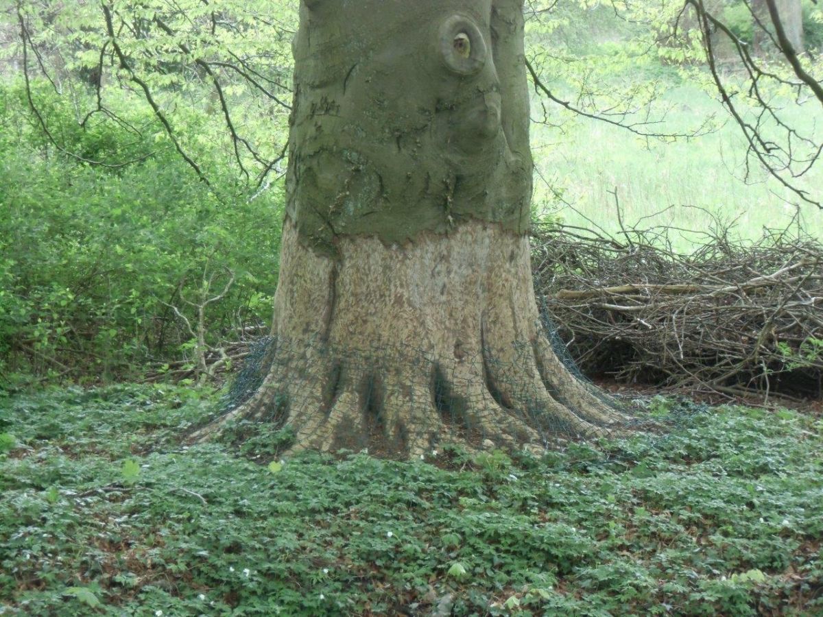 Fagus sylvatica 'Asplenifolia' - Hoppenrade, Prignitz, Gutspark - 2015