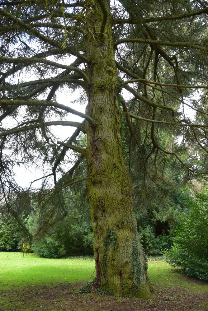 Abies pinsapo