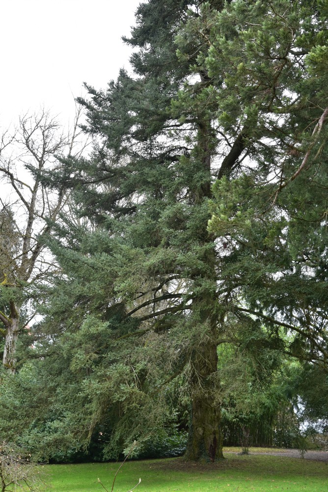 Abies pinsapo - Bodman - 2016