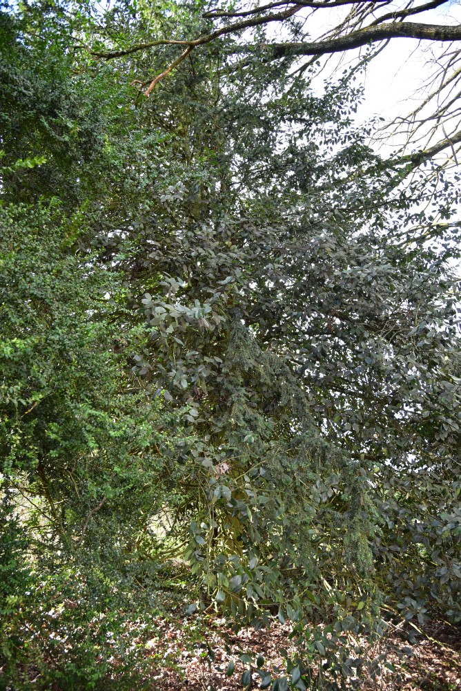 aquifolium Ilex