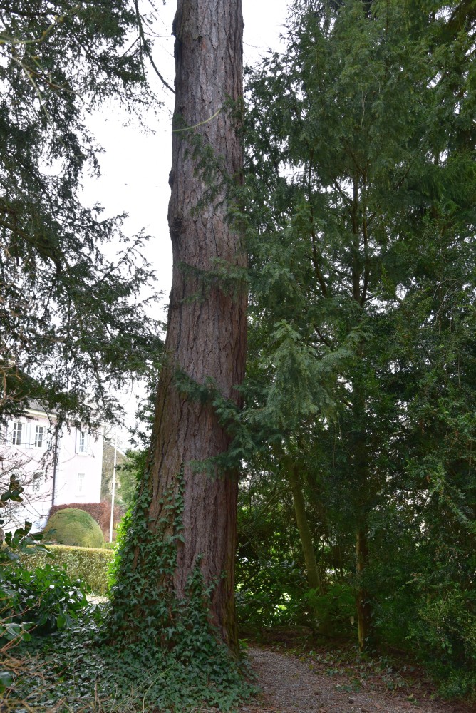 decidua Larix