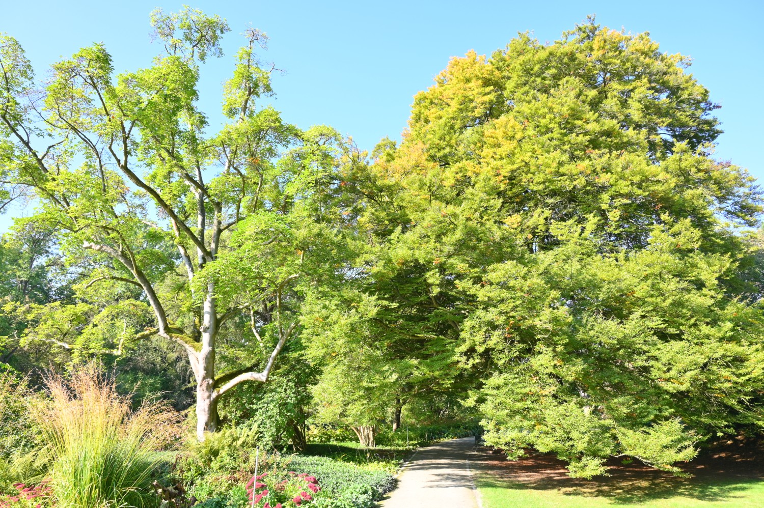 Fagus sylvatica 'Asplenifolia' - Insel Siebenbergen im Staatspark Karlsaue - Oktober 2021