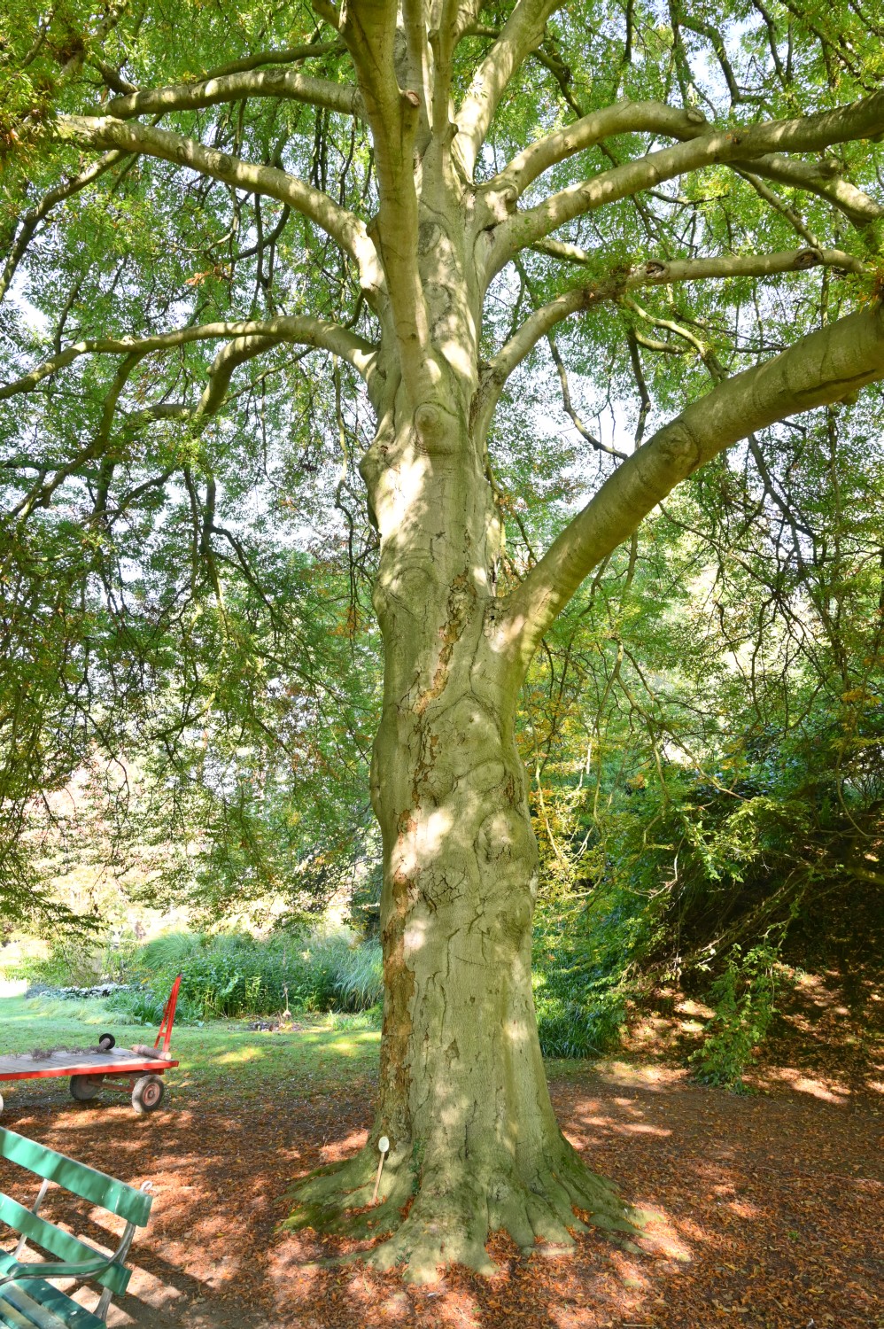 Fagus sylvatica 'Asplenifolia' - Insel Siebenbergen im Staatspark Karlsaue - Oktober 2021