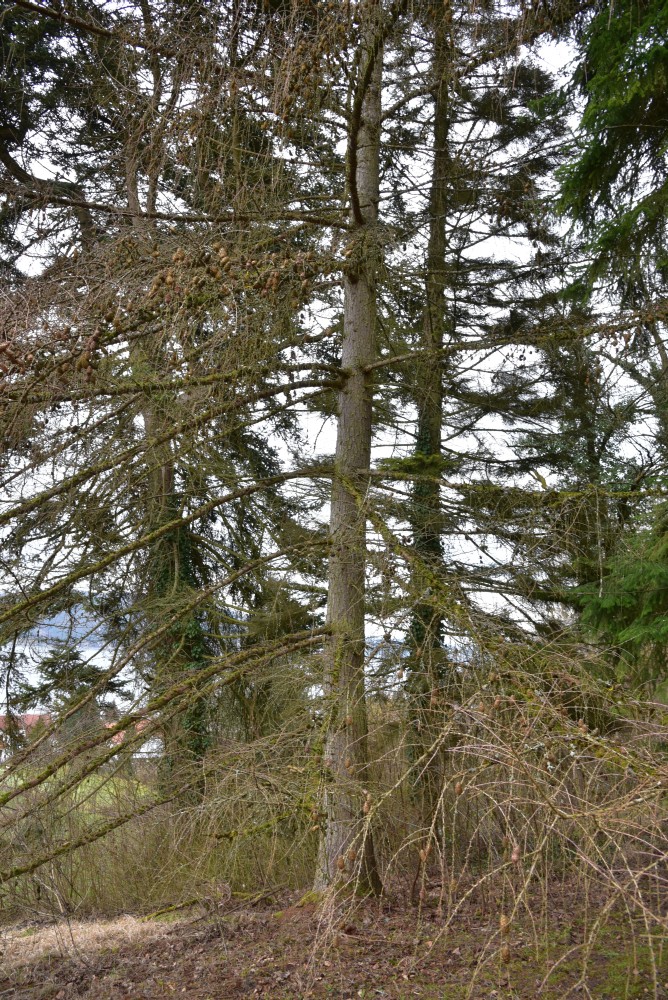 kaempferi Larix