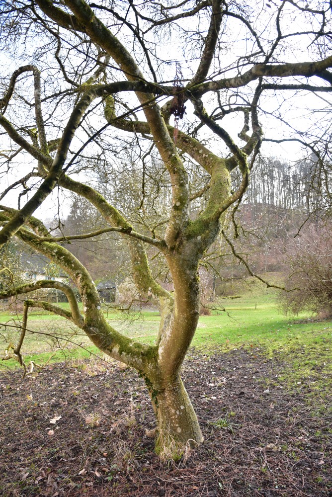 Magnolia stellata