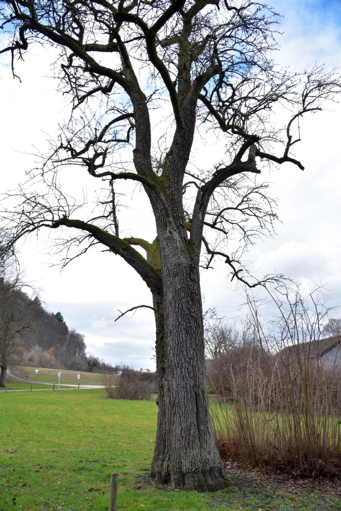 communis Pyrus Sorte unbestimmt