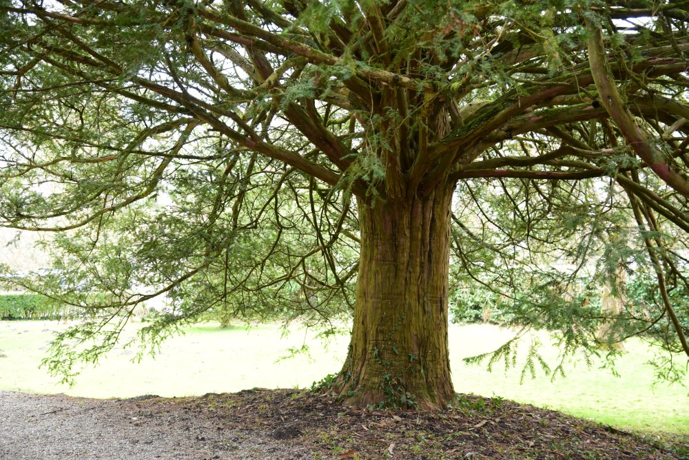 baccata Taxus