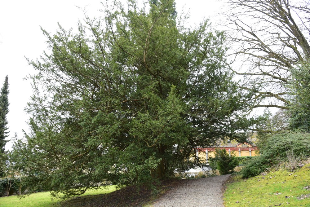 Taxus baccata - Bodman - 2016