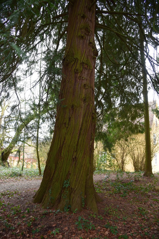 plicata Thuja