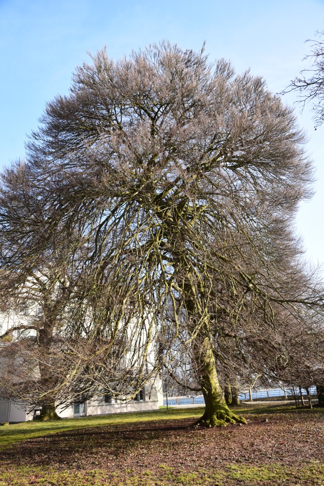 Fagus sylvatica 'Asplenifolia' - Konstanz - 2016