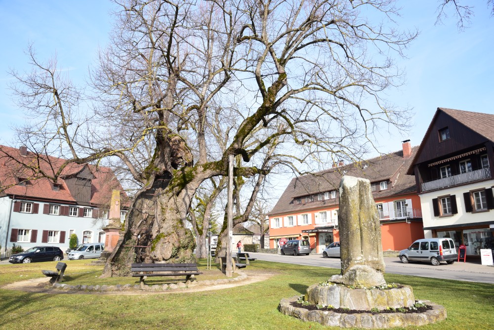 Tilia platyphyllos - Reichenau - 2016