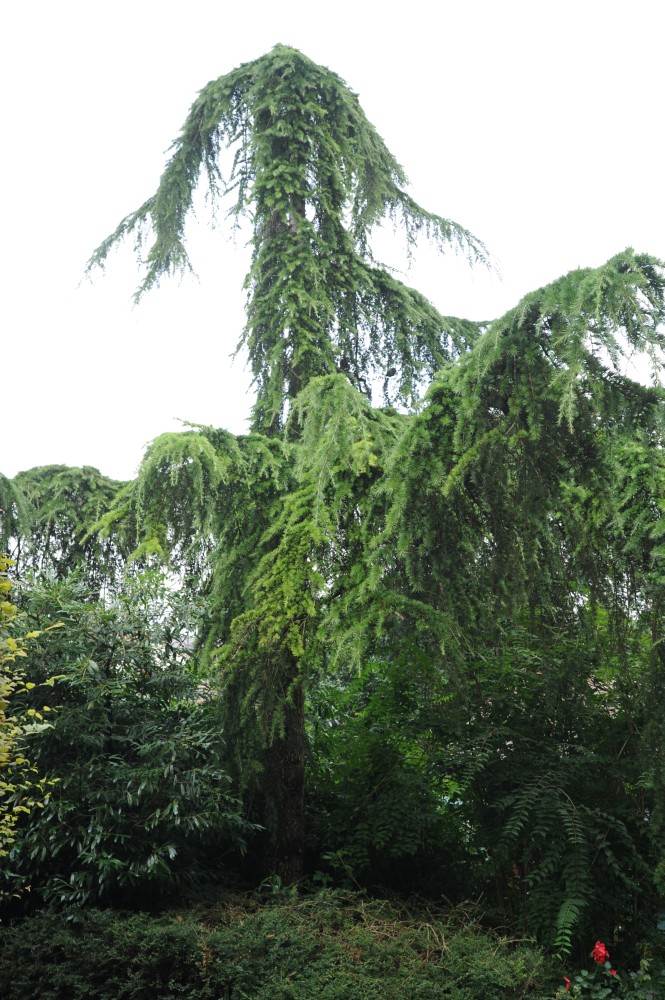 'Pendula' Cedrus deodara