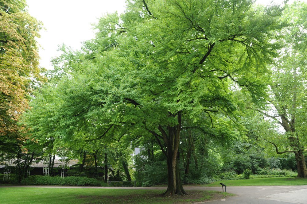 Cercidiphyllum japonicum