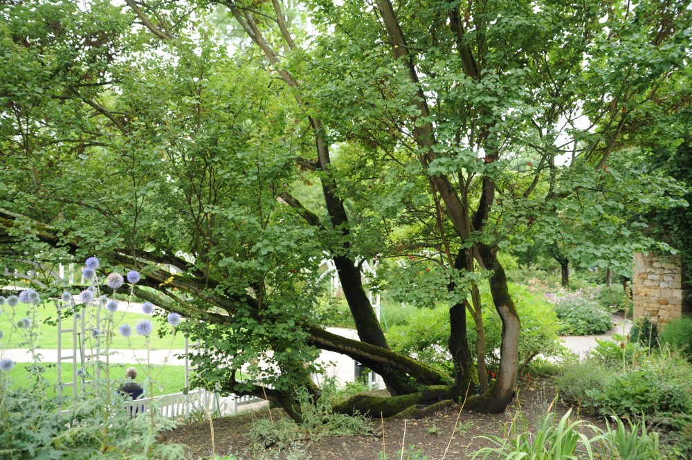 Cercis siliquastrum