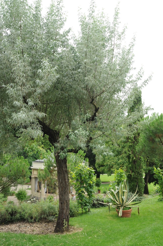 angustifolia Elaeagnus