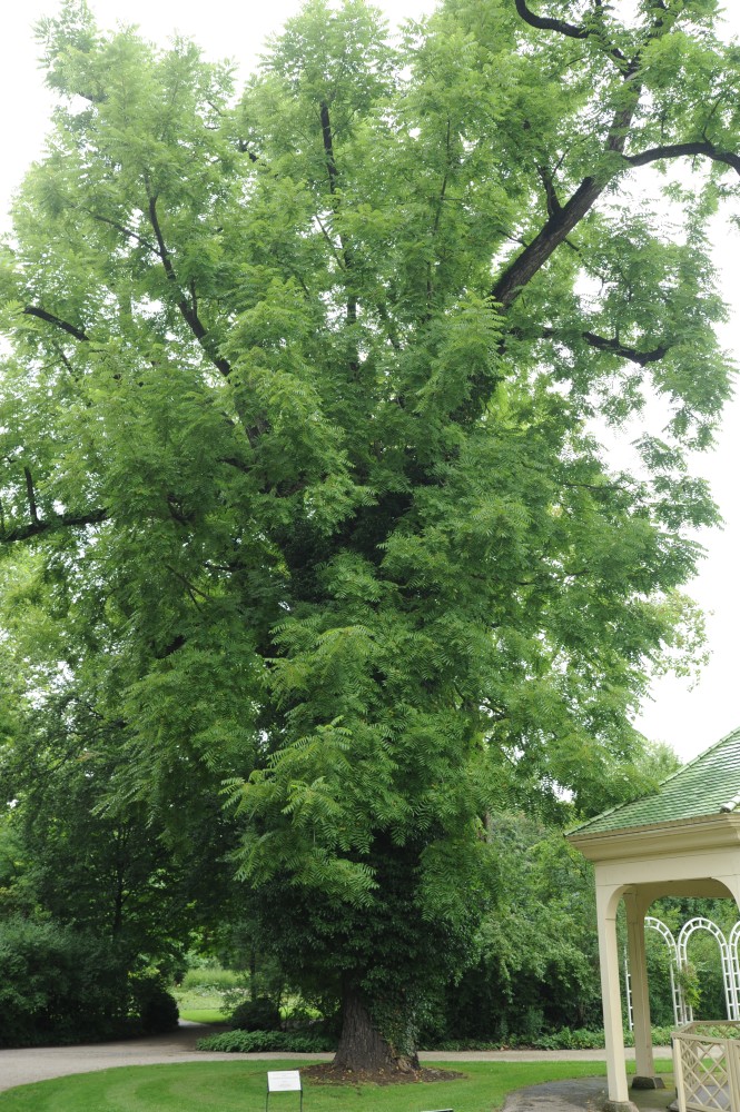 Juglans nigra