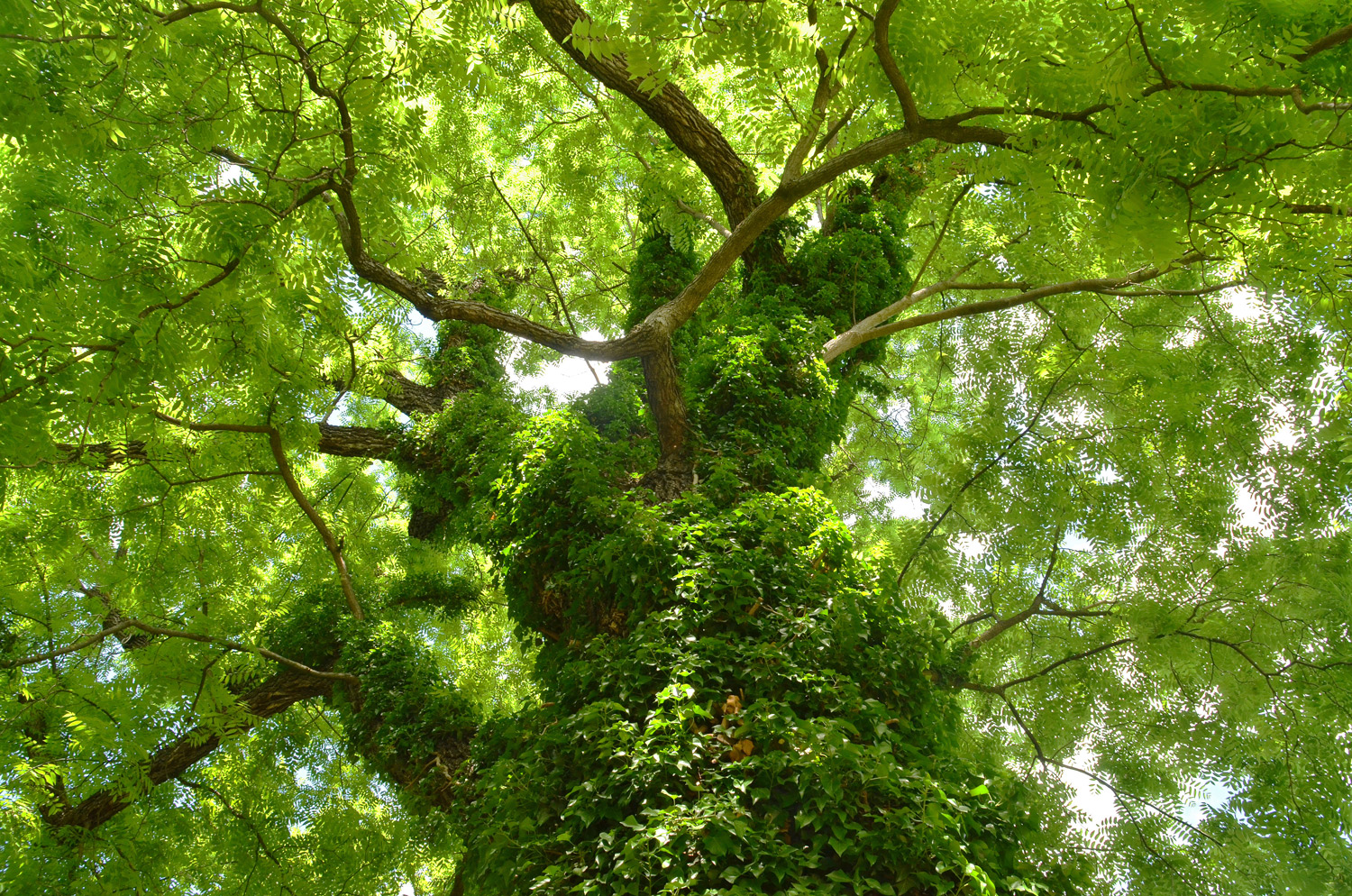 Juglans nigra - Ludwigsburg - Juni 2021