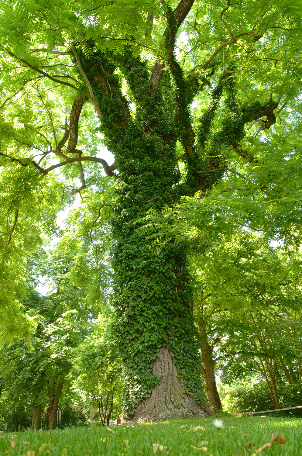 Juglans nigra - Ludwigsburg - Juni 2021